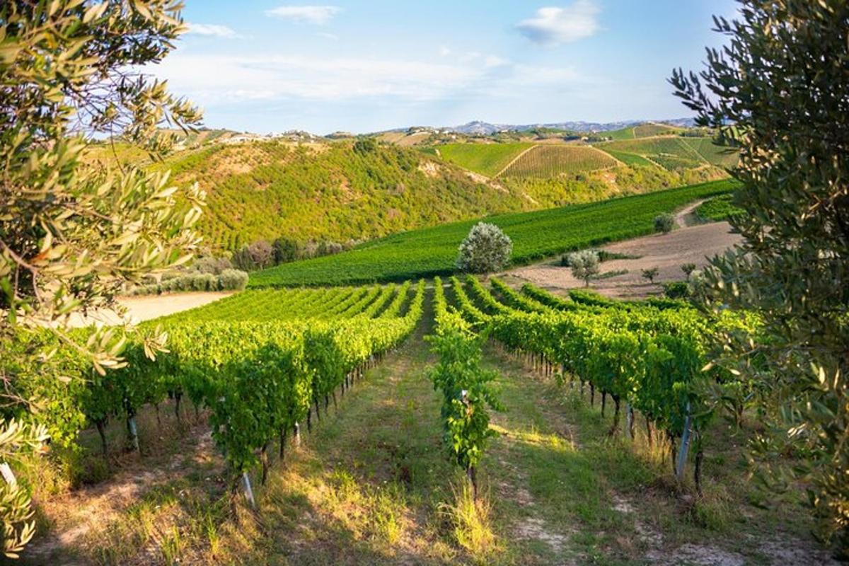 a vineyard in the middle of a field