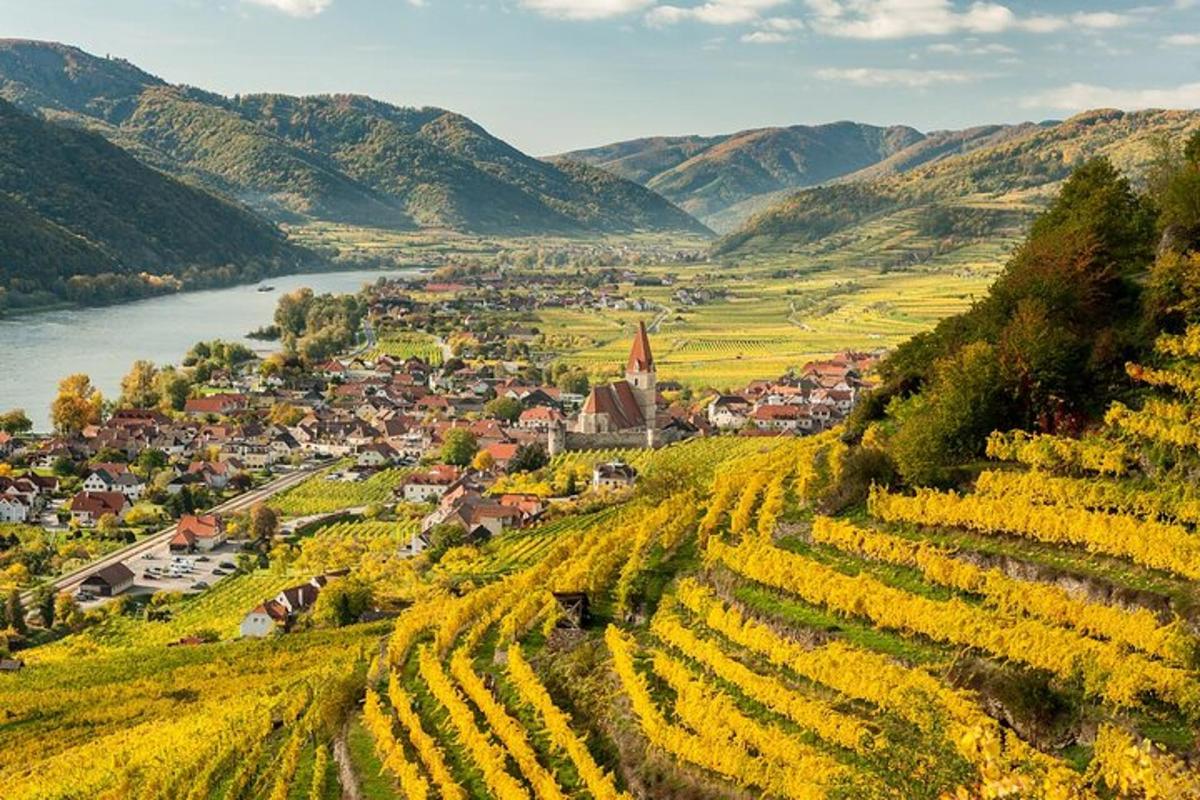 a town on a hill next to a river with vineyards