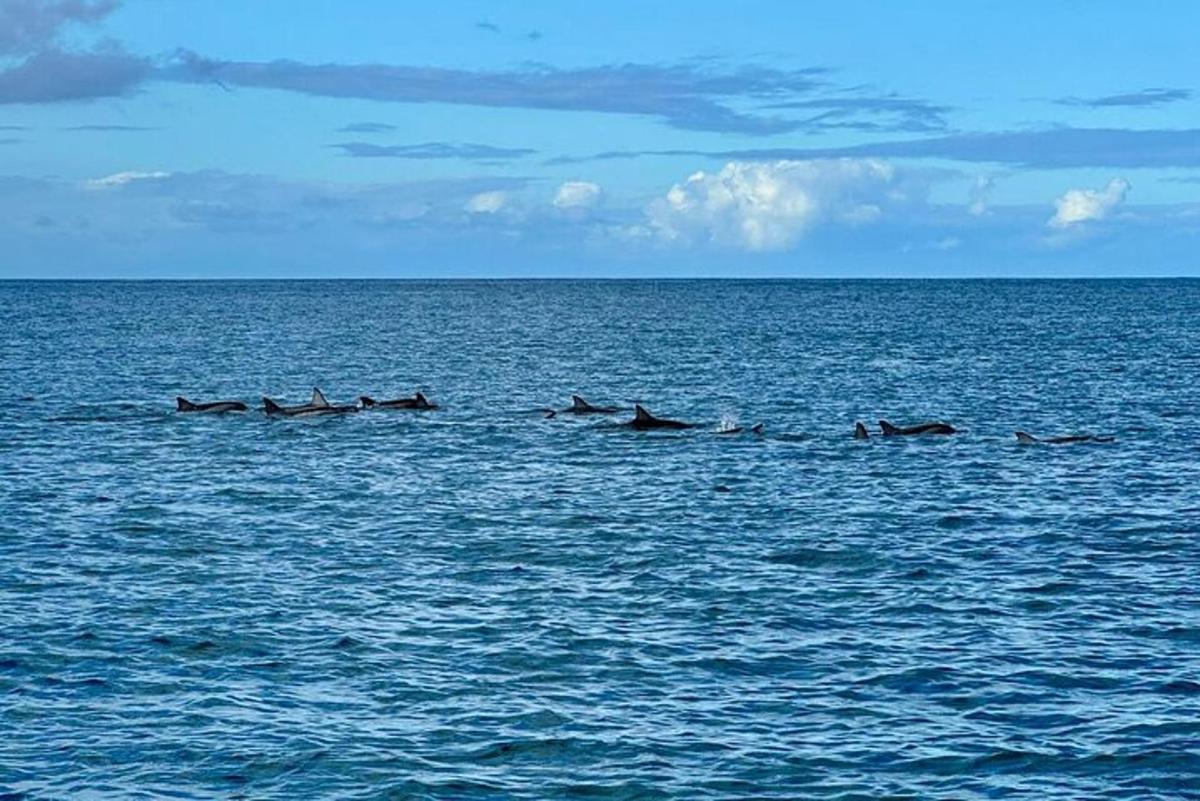 un gruppo di delfini che nuotano nell'oceano