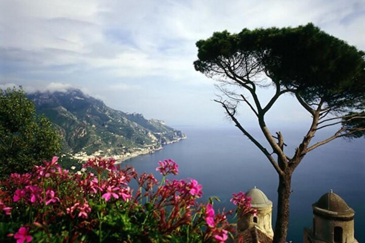 un albero su una collina con vista sull'oceano