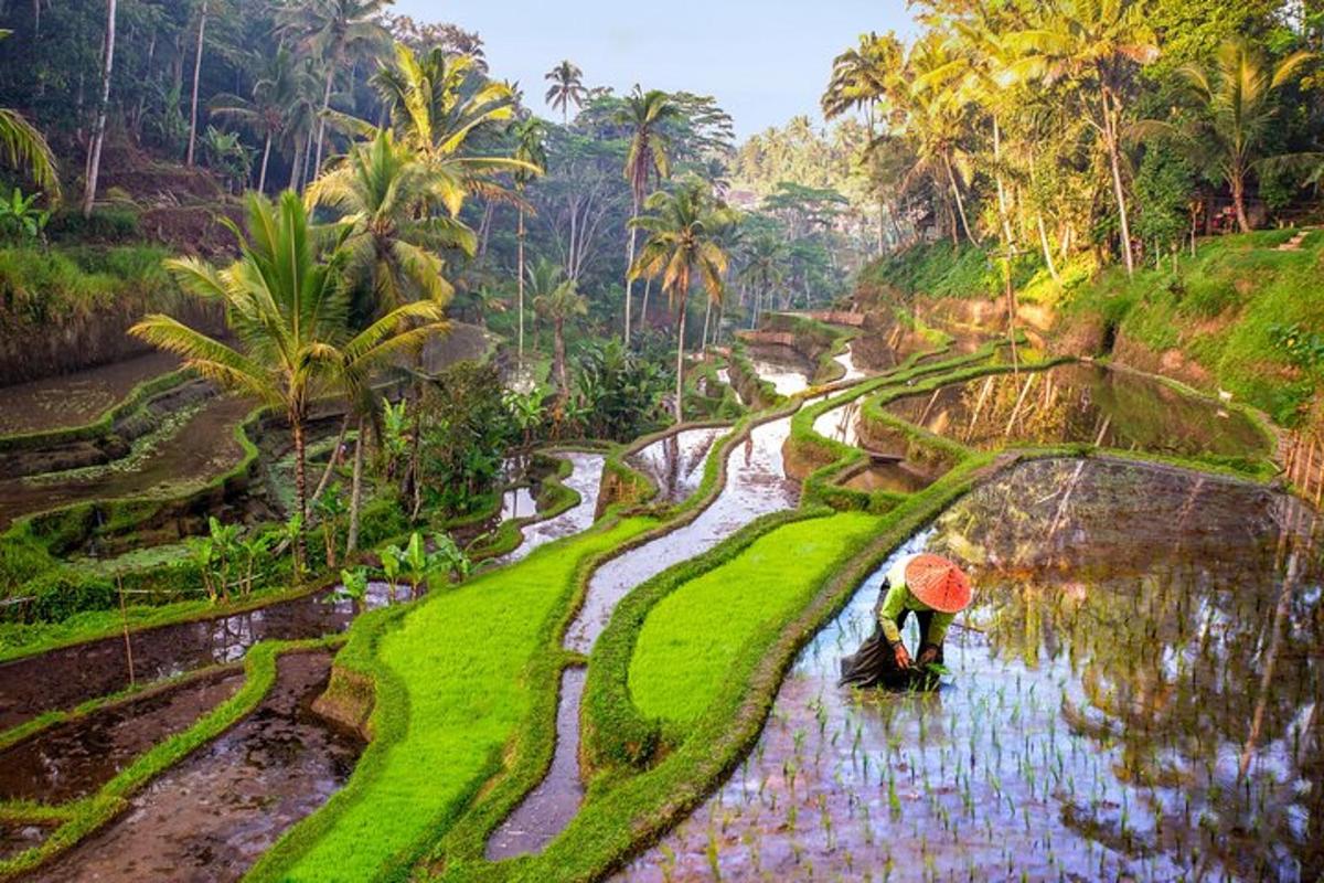 uma pessoa com um guarda-chuva em um campo de arroz