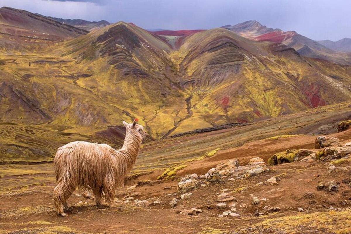 lama stojící na úbočí hory