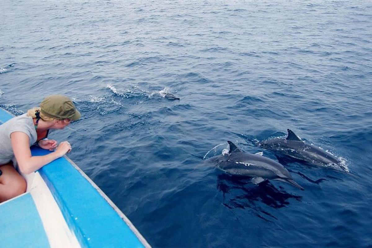 Una niña en un barco mirando delfines en el agua.