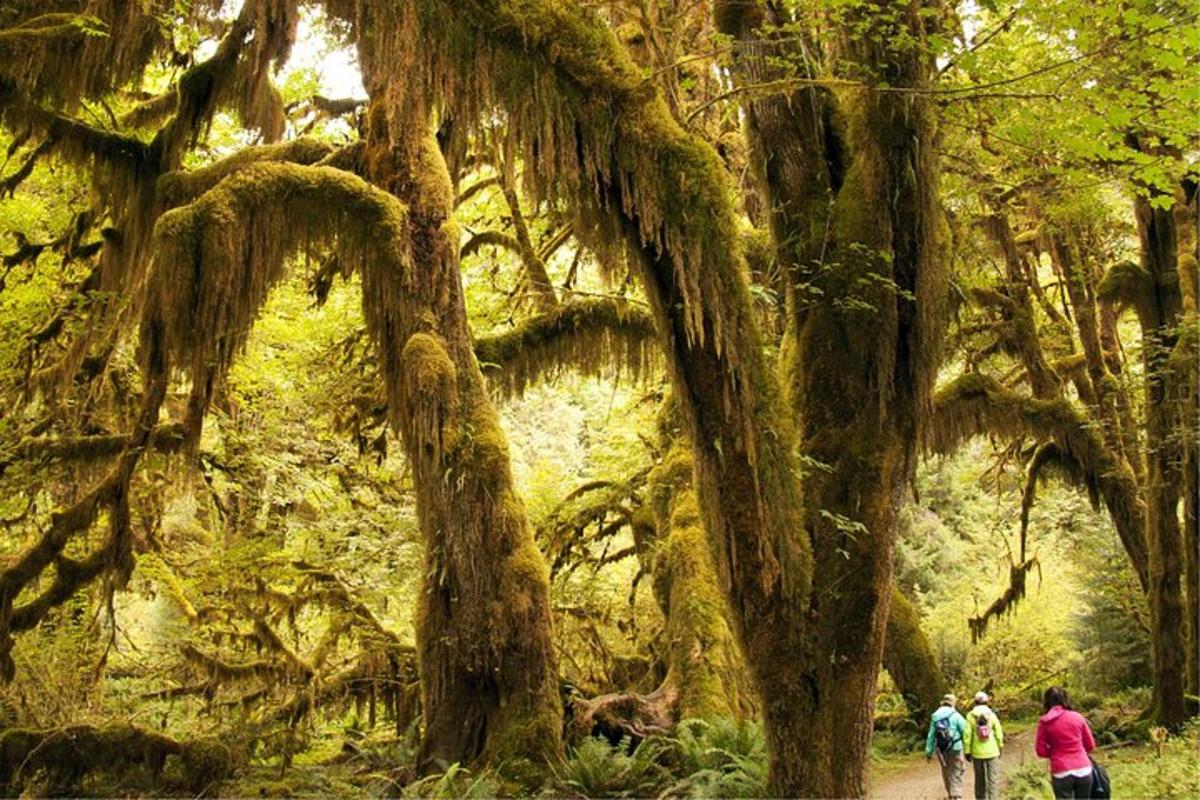 Un grupo de personas caminando por un sendero en un bosque.