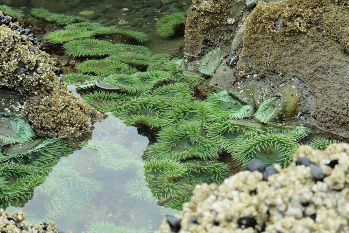 una planta verde en un estanque con rocas