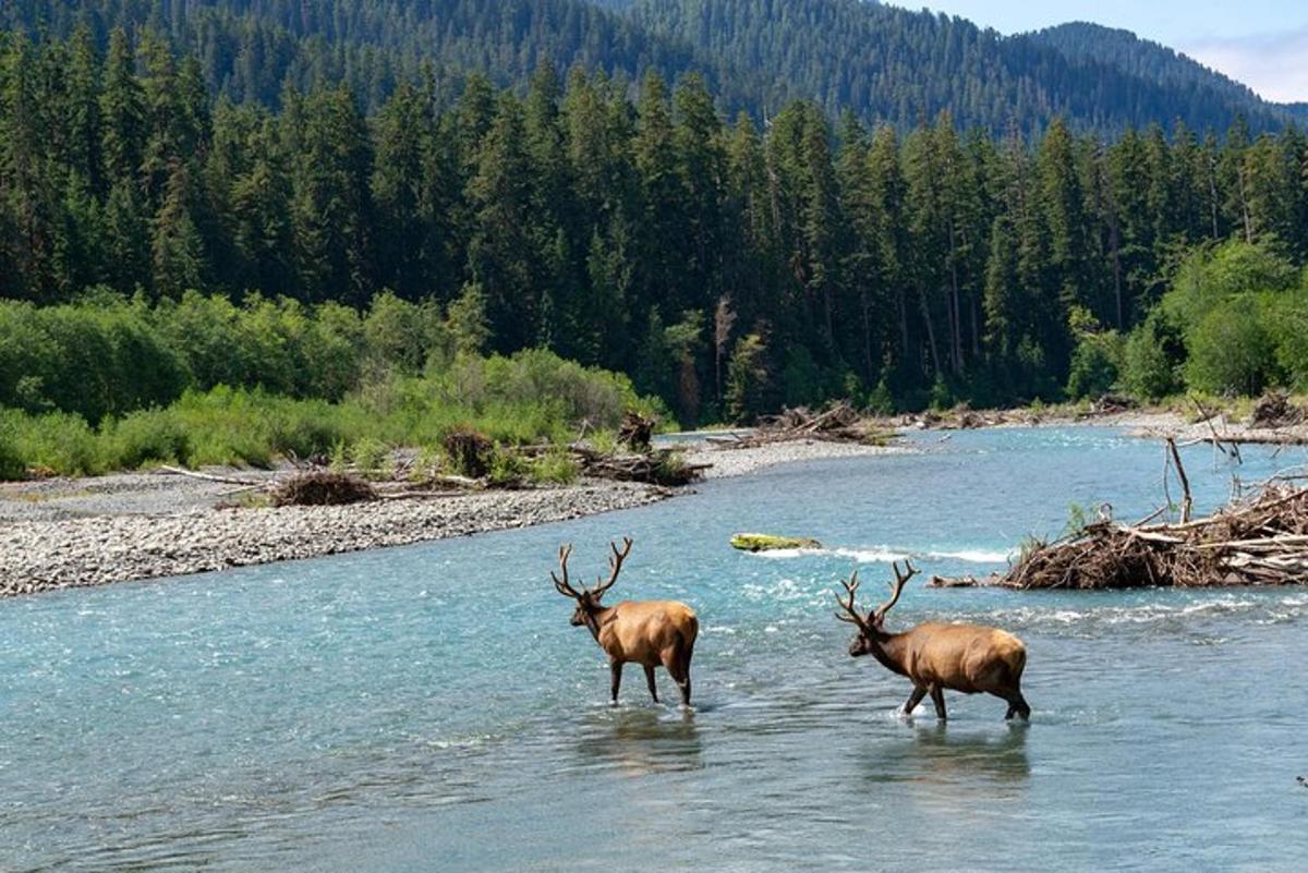due alci in piedi nell'acqua di un fiume