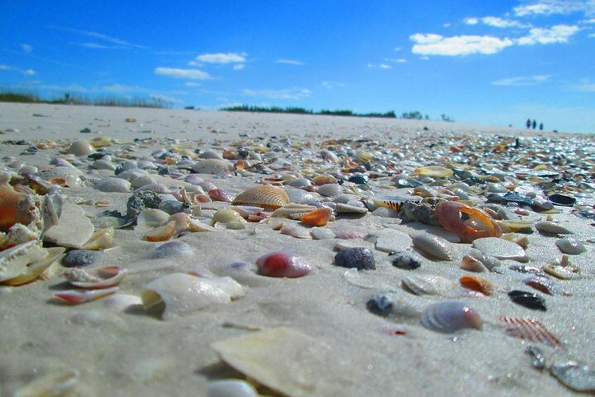 una spiaggia piena di rocce e conchiglie
