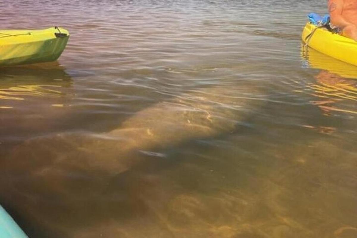 una tartaruga che nuota nell'acqua accanto a una barca