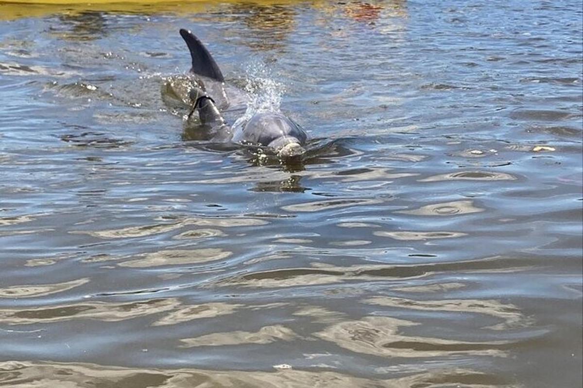 eine Ente, die mit ausgebreiteten Flügeln im Wasser schwimmt
