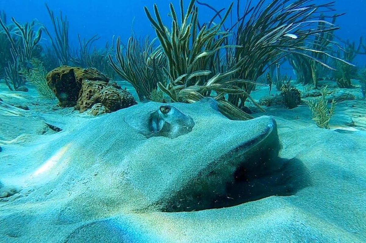 rejnoka ležícího na dně oceánu s rostlinami