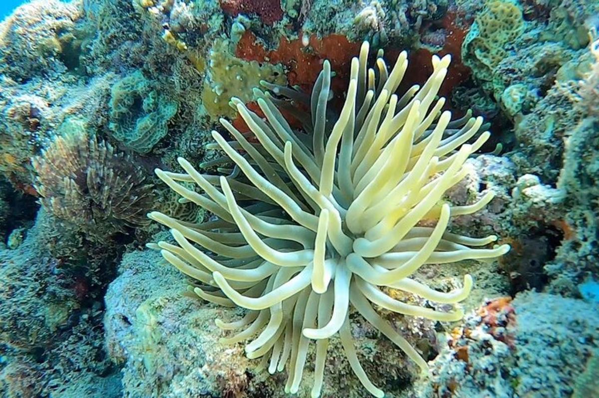 anemoner og andre organismer på havbunden