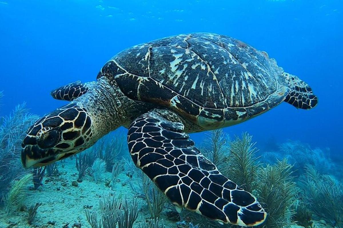 zelená mořská želva plavající v oceánu