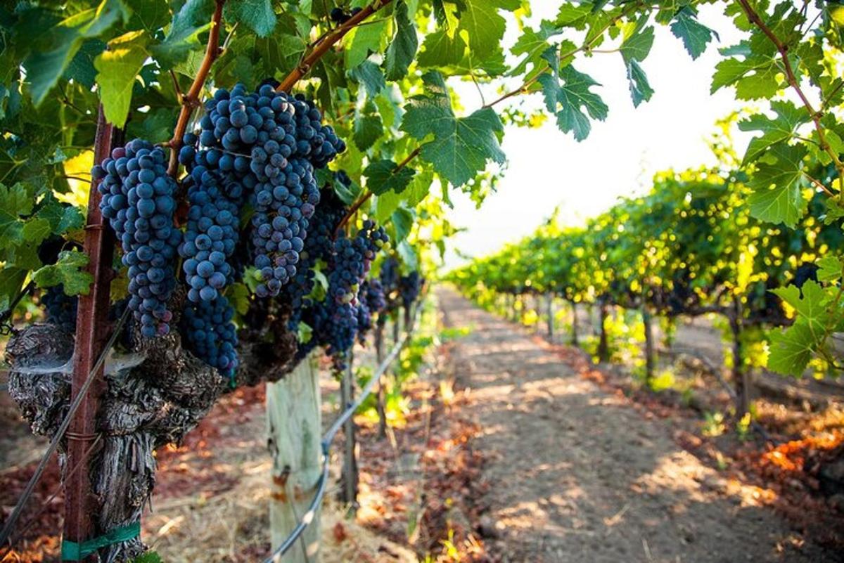 un grappolo d'uva appeso in un vigneto