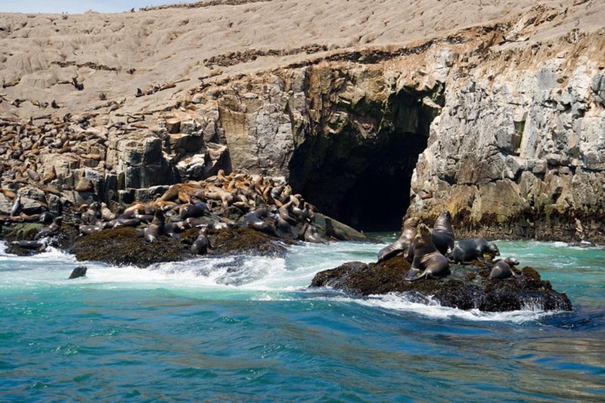 Un grupo de focas sentadas sobre rocas en el agua.