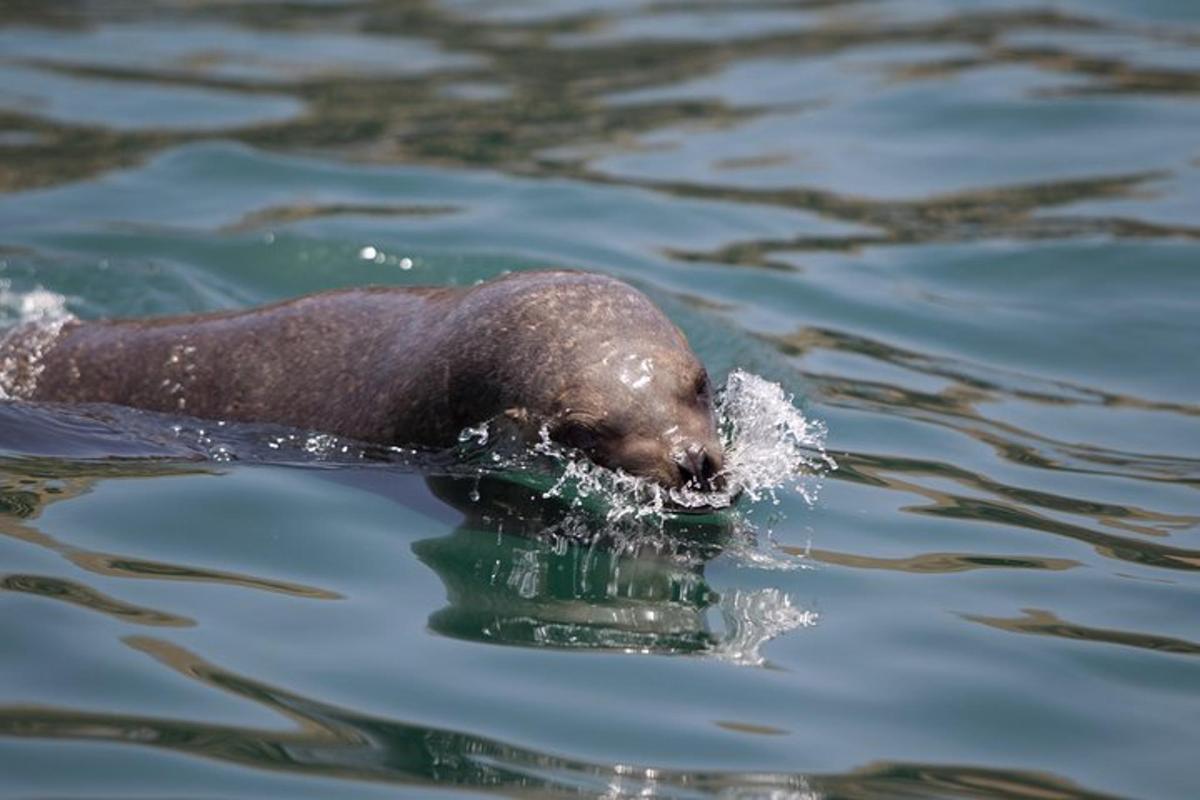 un animal marrón nadando en el agua