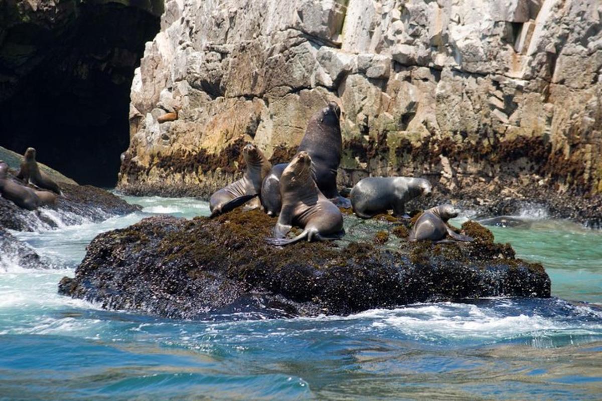 Un grupo de focas sentadas en una roca en el agua.