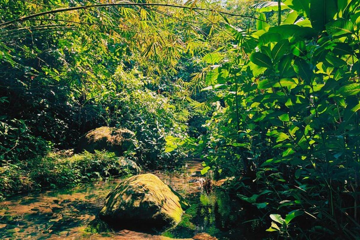 a forest with some rocks and trees and plants