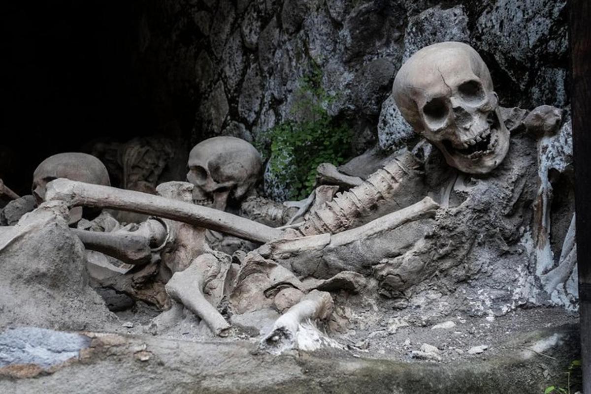 kopa kostier ležiacich na zemi