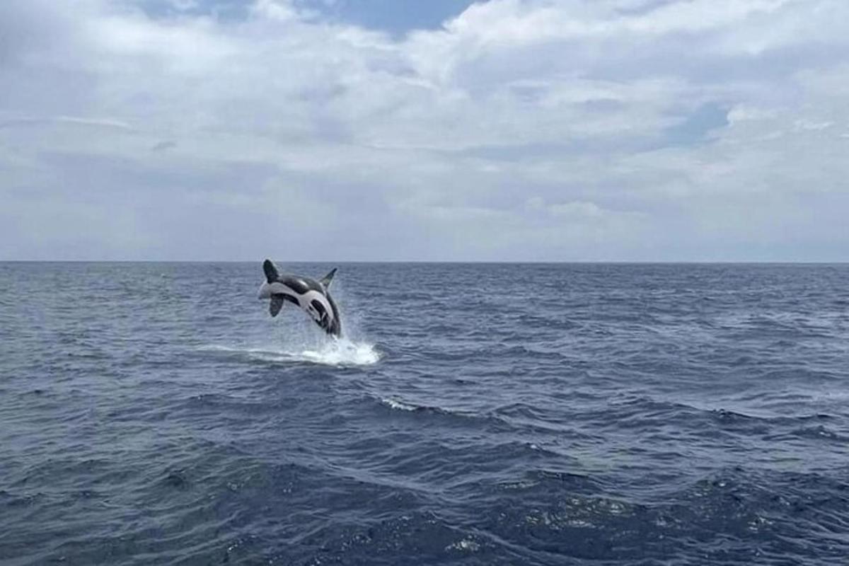 seekor ikan lumba-lumba melompat keluar dari air di lautan