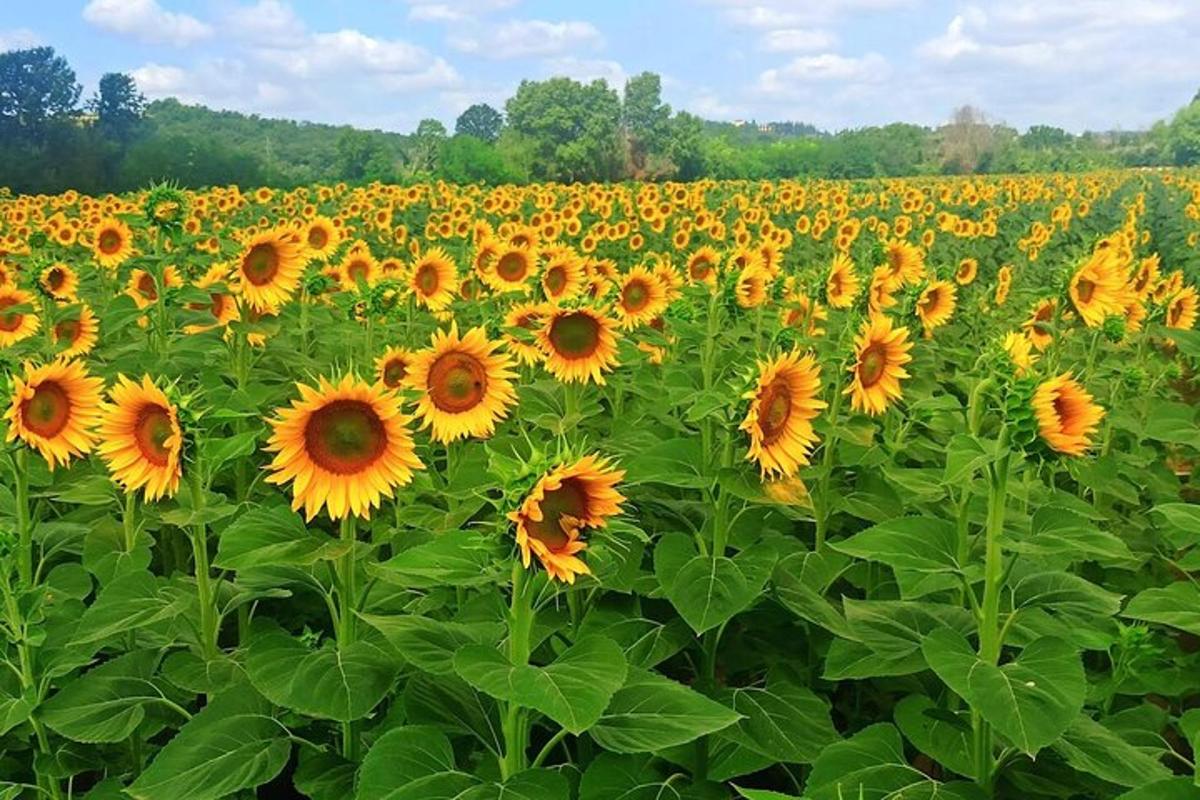 Un gran campo de girasoles en un campo