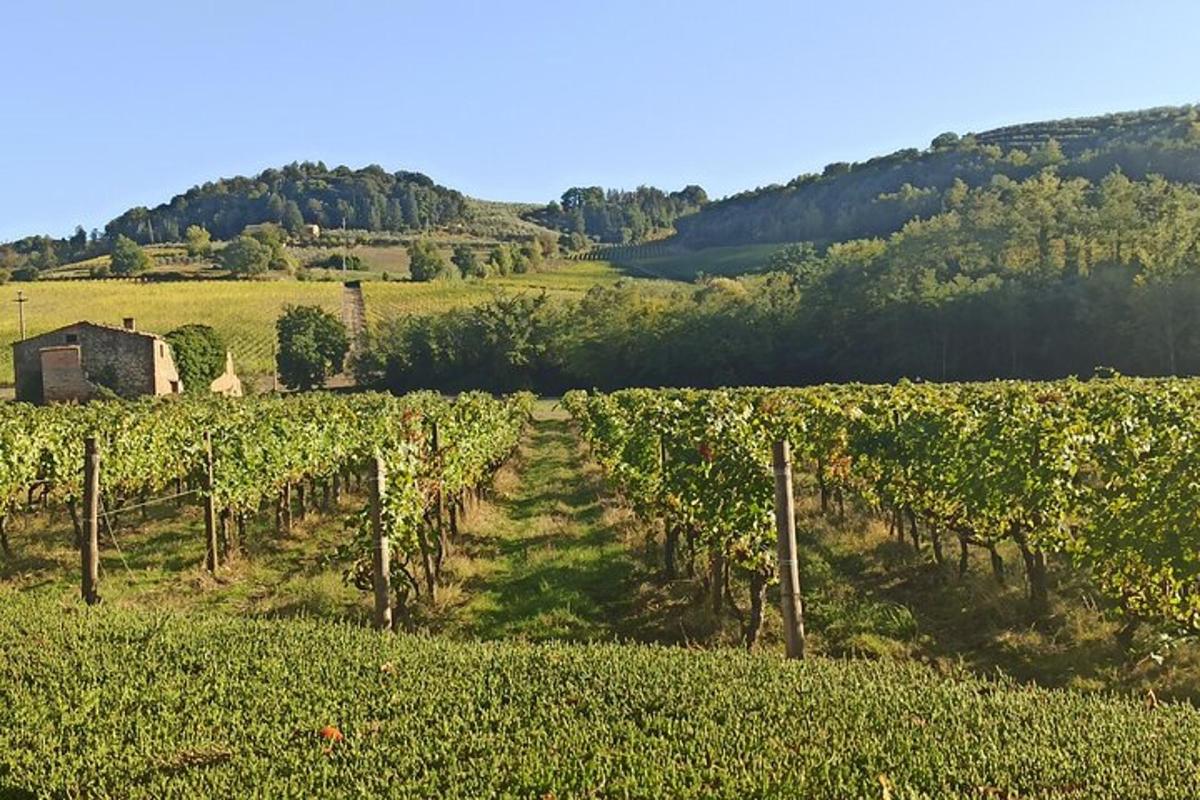 Un viñedo en un campo con un granero al fondo