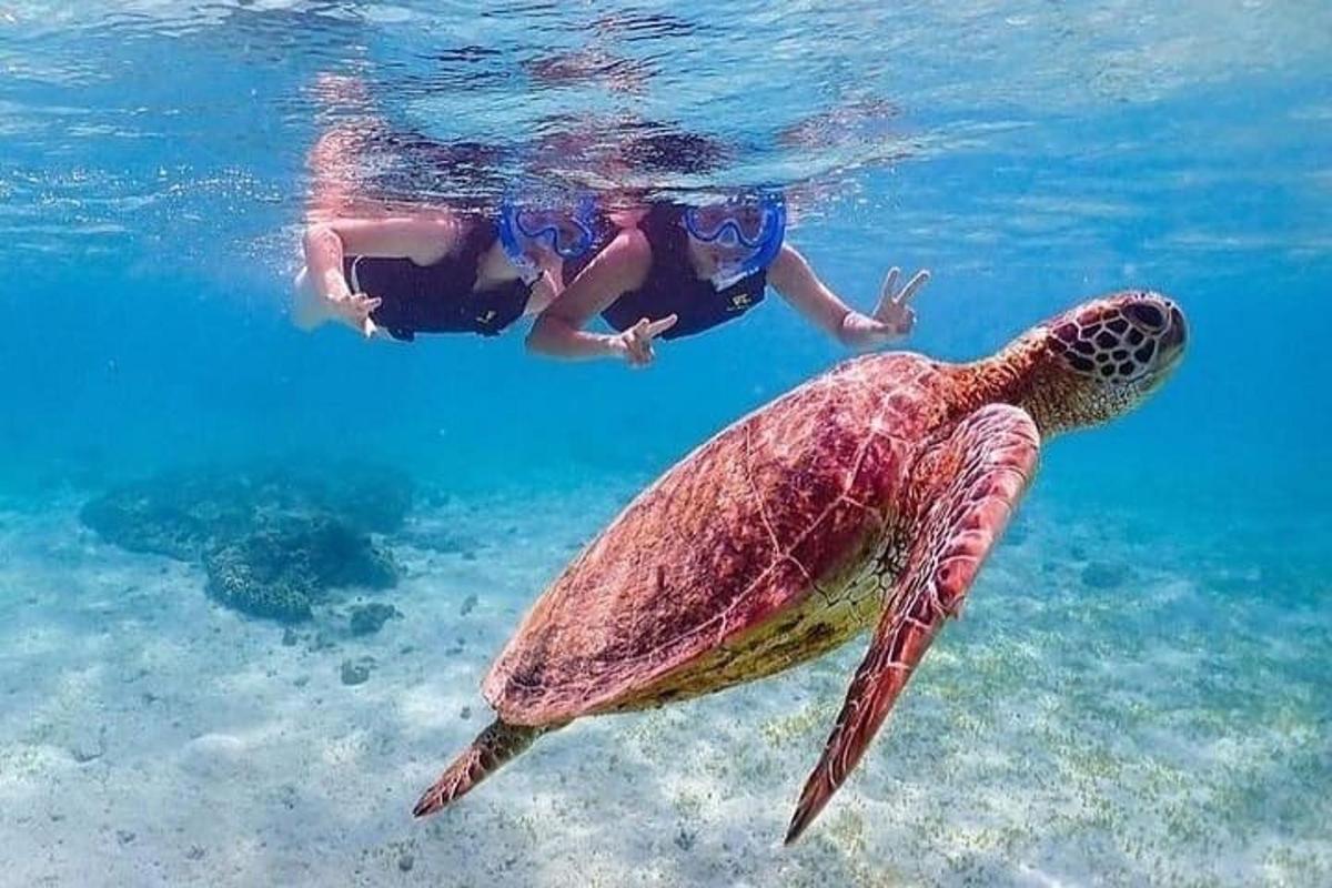 una tartaruga marina verde che nuota nell'acqua con due persone