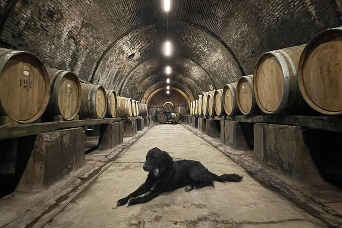 a dog laying on the floor in a tunnel with barrels