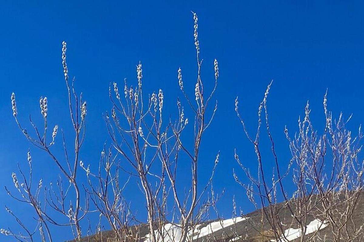 ένα δέντρο χωρίς φύλλα μπροστά σε έναν γαλάζιο ουρανό