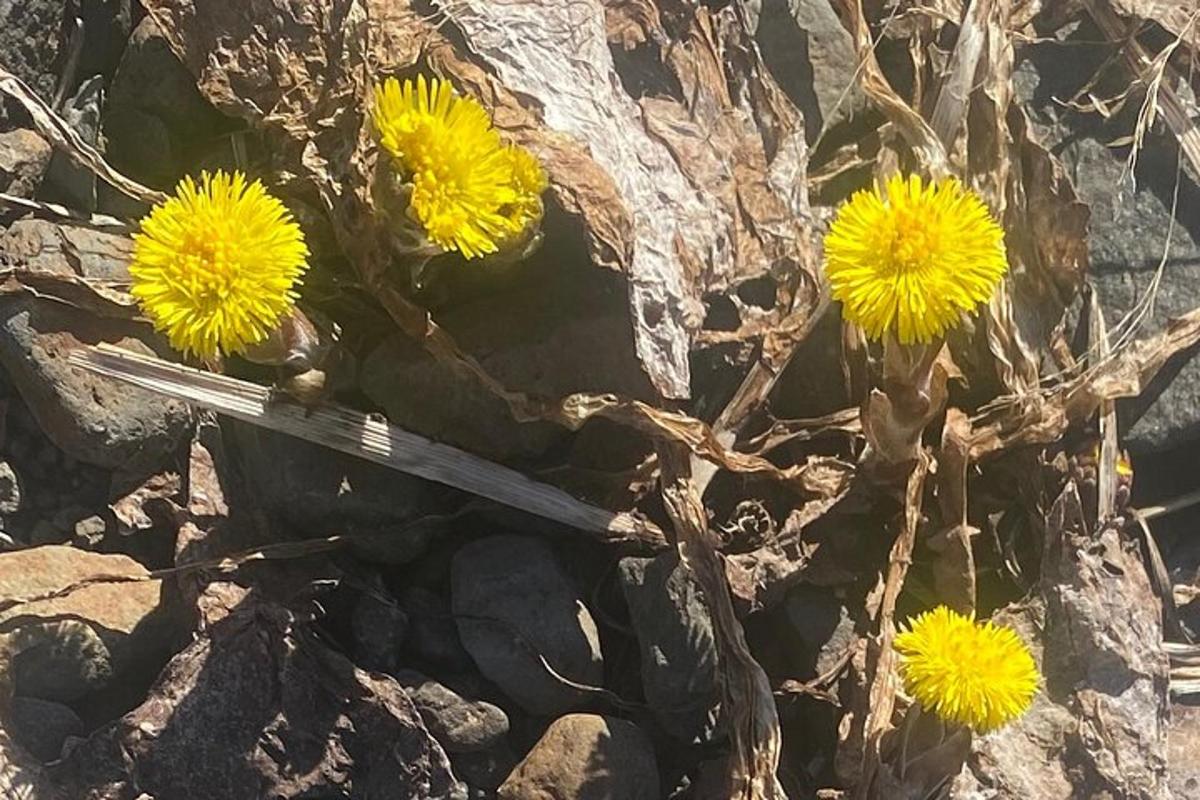 eine Gruppe gelber Löwenzahnblüten auf Felsen