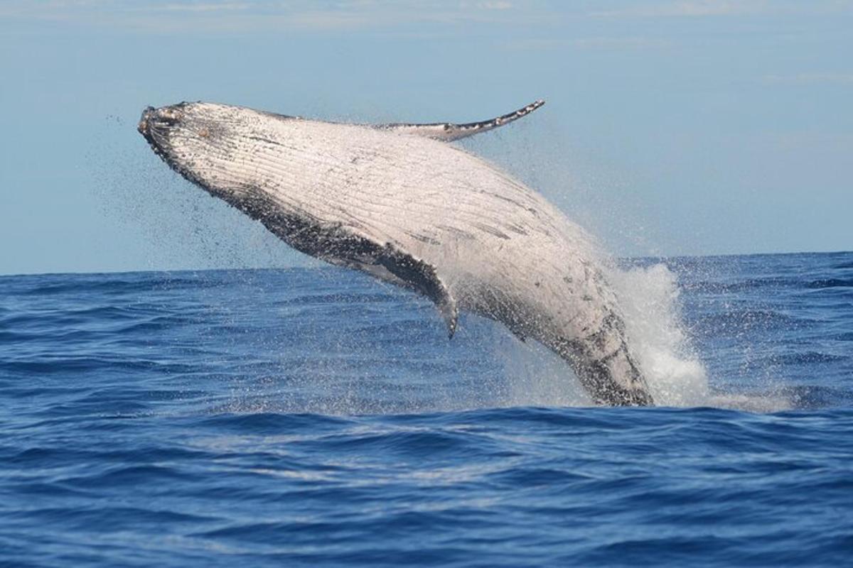a dolphin jumping out of the water