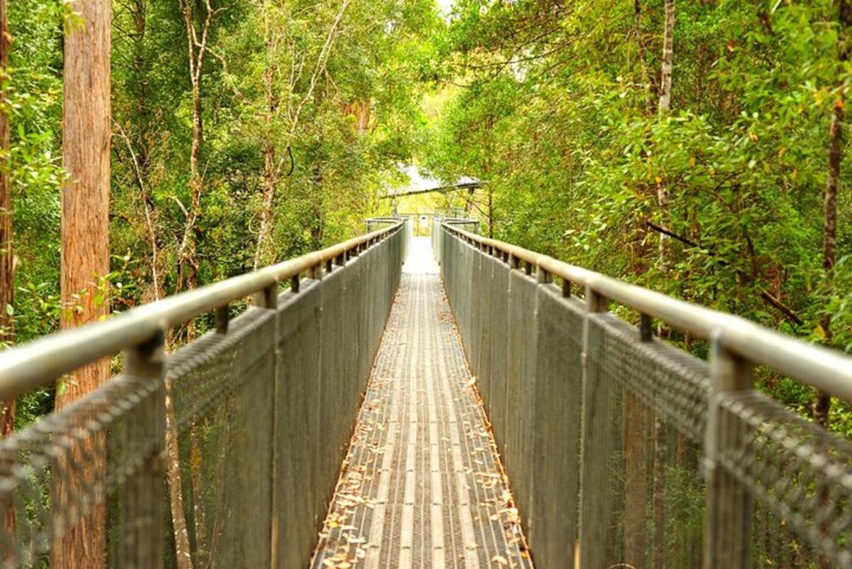 a bridge in the middle of a forest