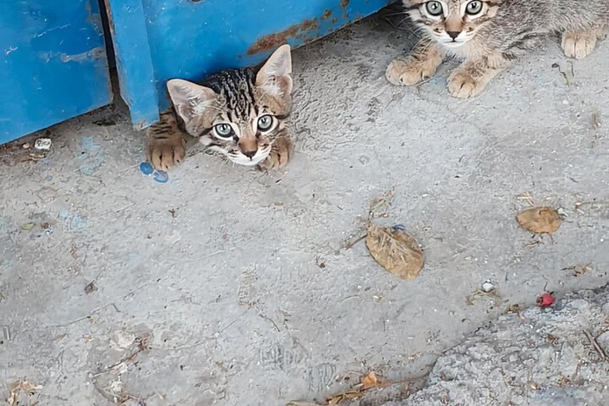 Lankytinos vietos ar pramogos nuotrauka numeris 4