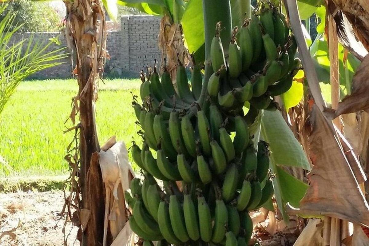 مجموعة من الموز معلقة من شجرة الموز