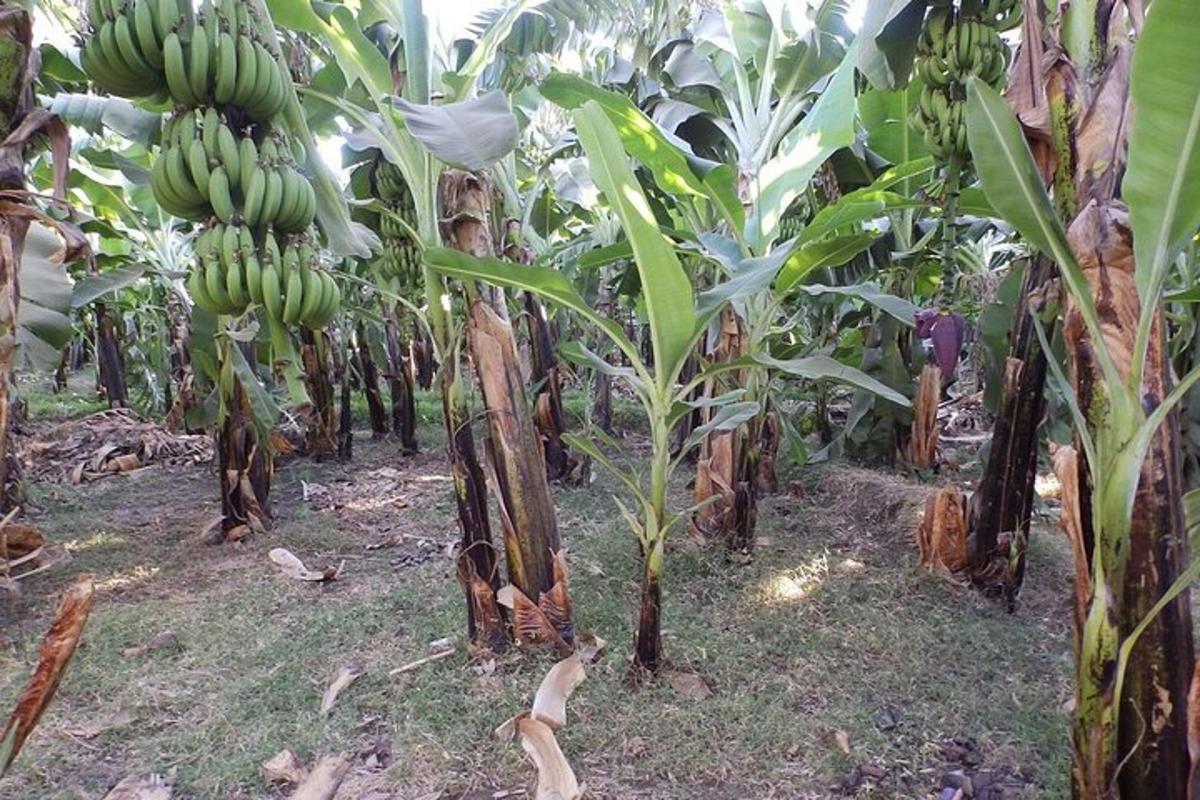een tros bananen die aan een bananenboom hangt