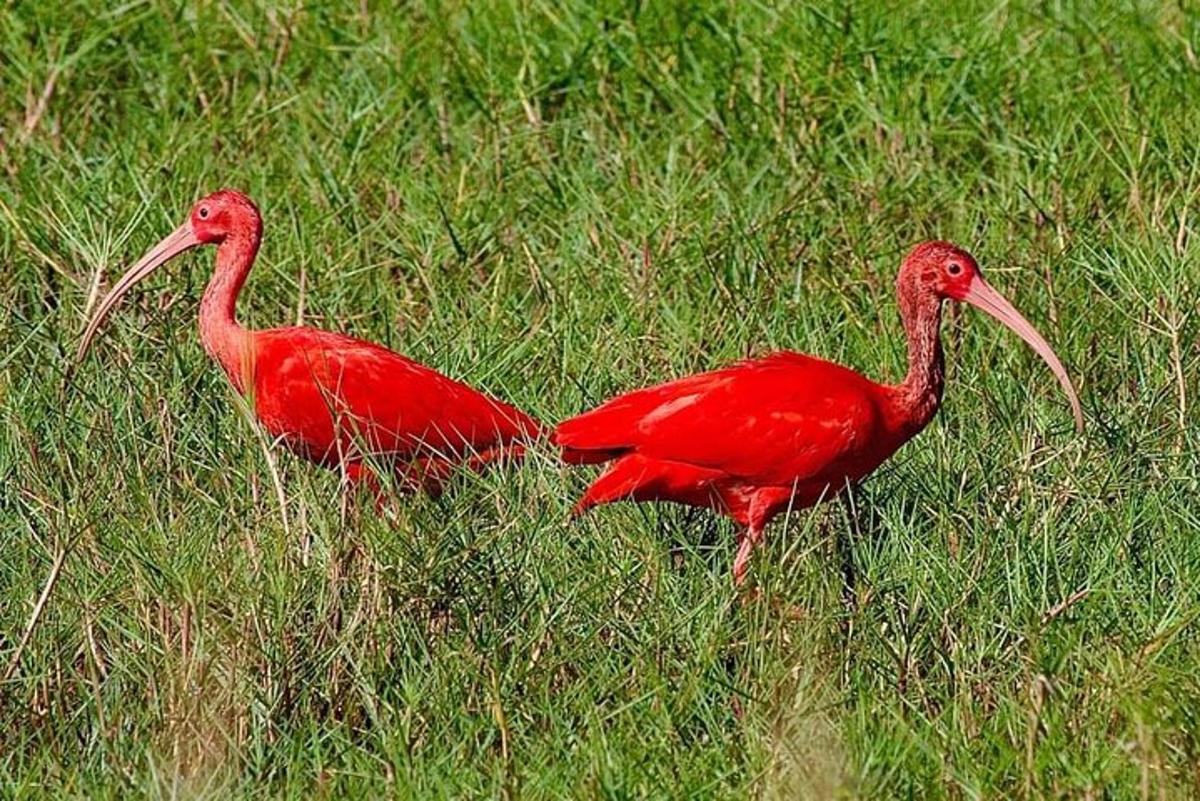two red birds standing in a field of grass