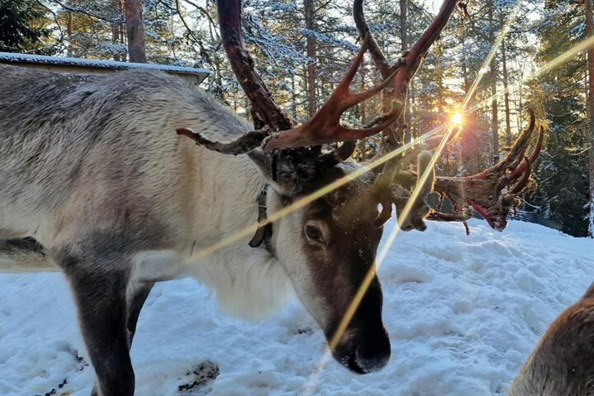 a reindeer with antlers standing in the snow