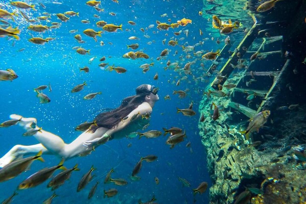 un uccello che nuota nell'acqua con un gruppo di pesci