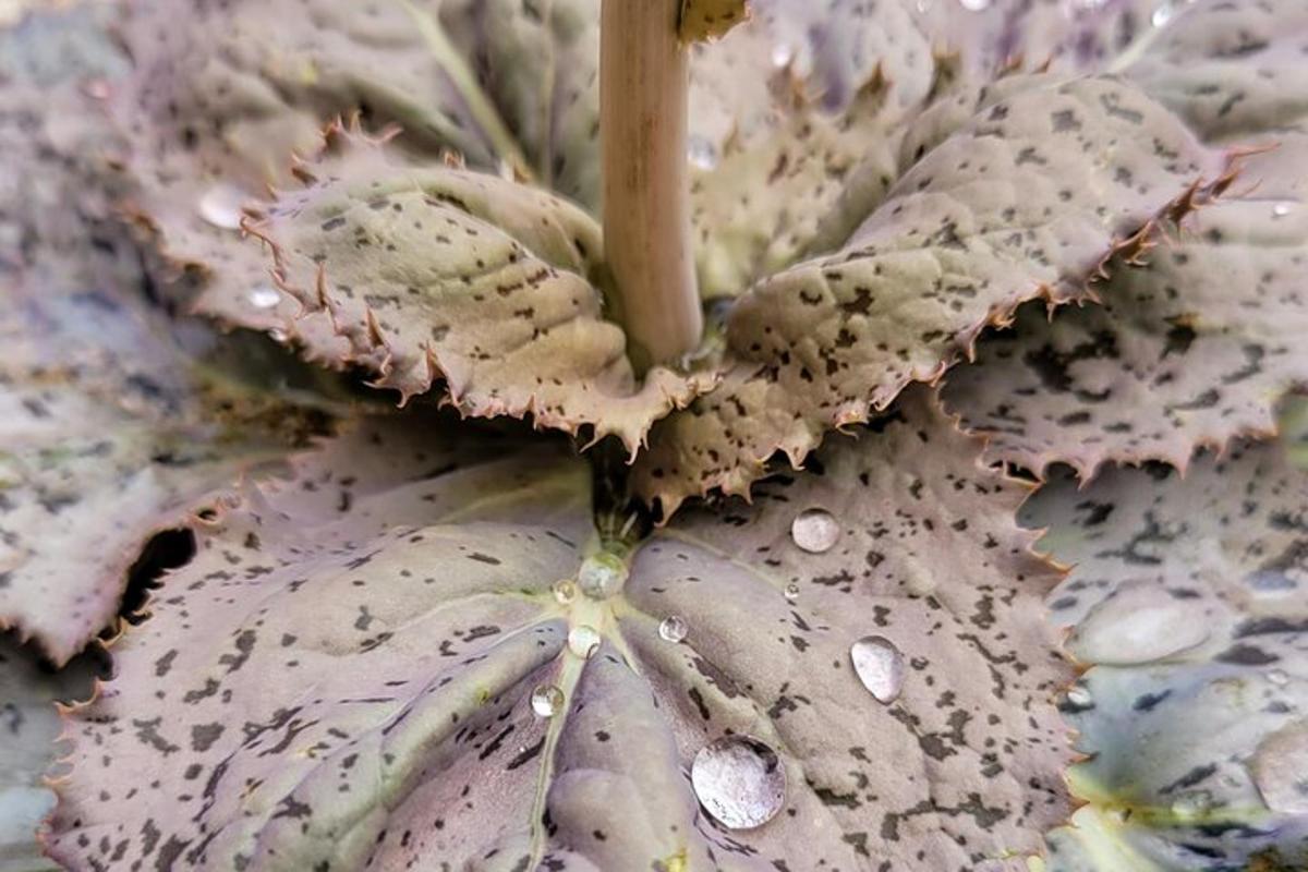 un primo piano di una pianta con gocce d'acqua su di essa