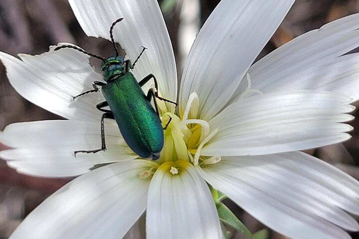 uno scarabeo verde seduto su un fiore bianco