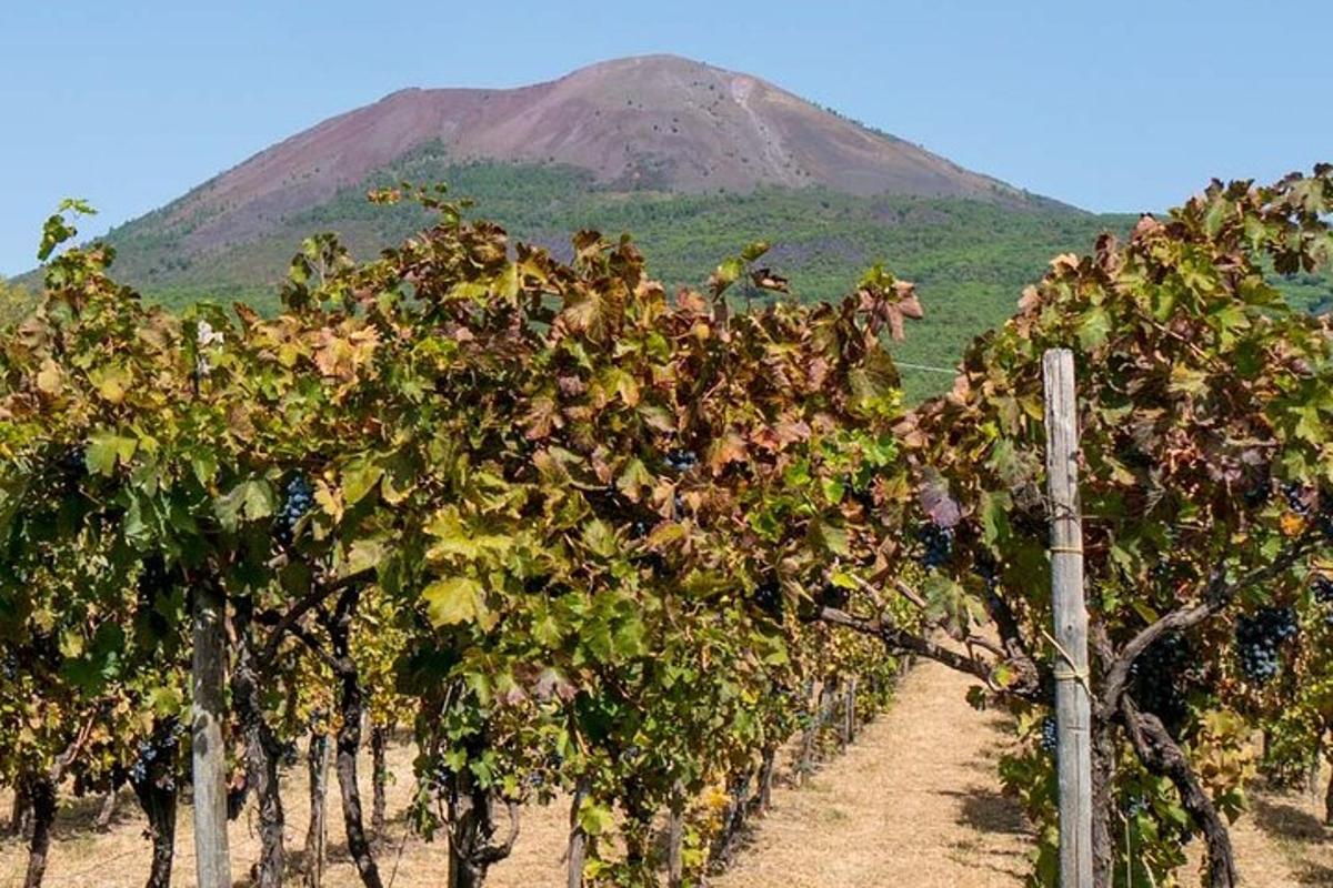 a mountain in the distance with a bunch of vines