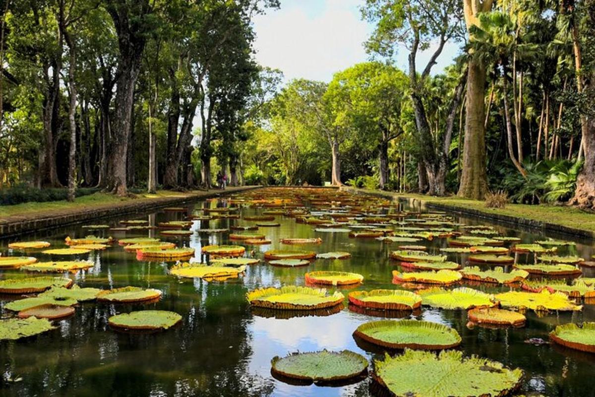 um lago cheio de nenúfares em um parque