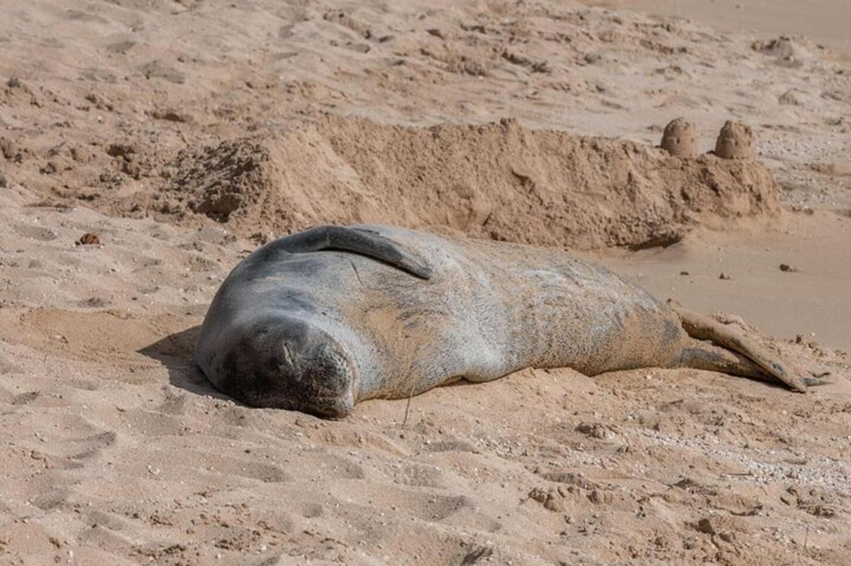una foca estirada a la sorra d'una platja