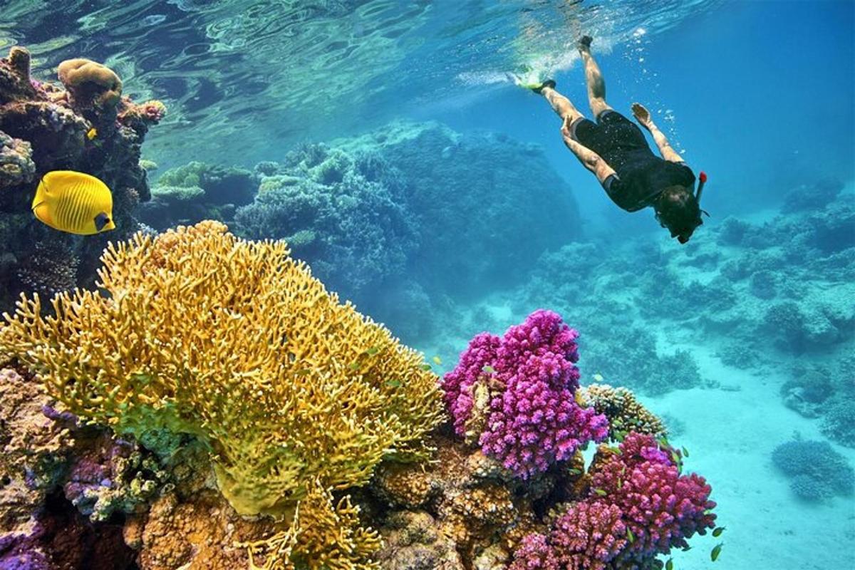 Una persona está nadando sobre un arrecife de coral.