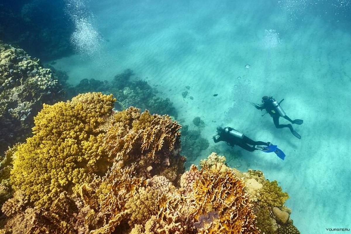 dva lidé plavají v oceánu poblíž korálového útesu