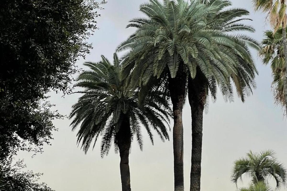 due palme una accanto all'altra