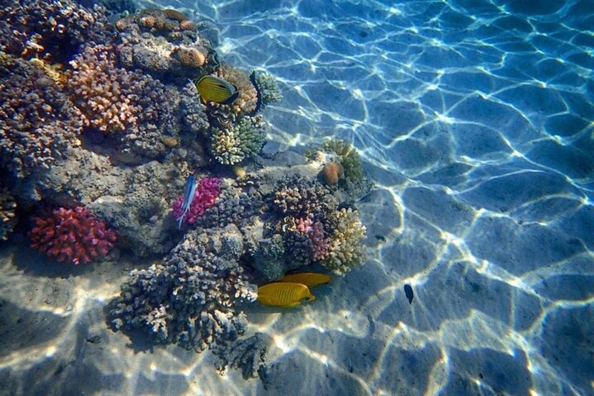 水中のサンゴ礁の画像