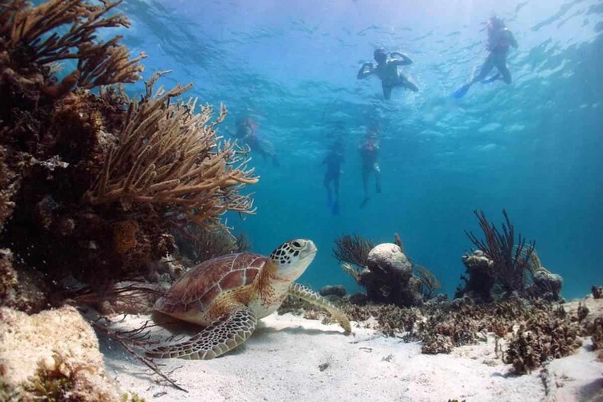želva plava v oceanu z ljudmi pod vodo