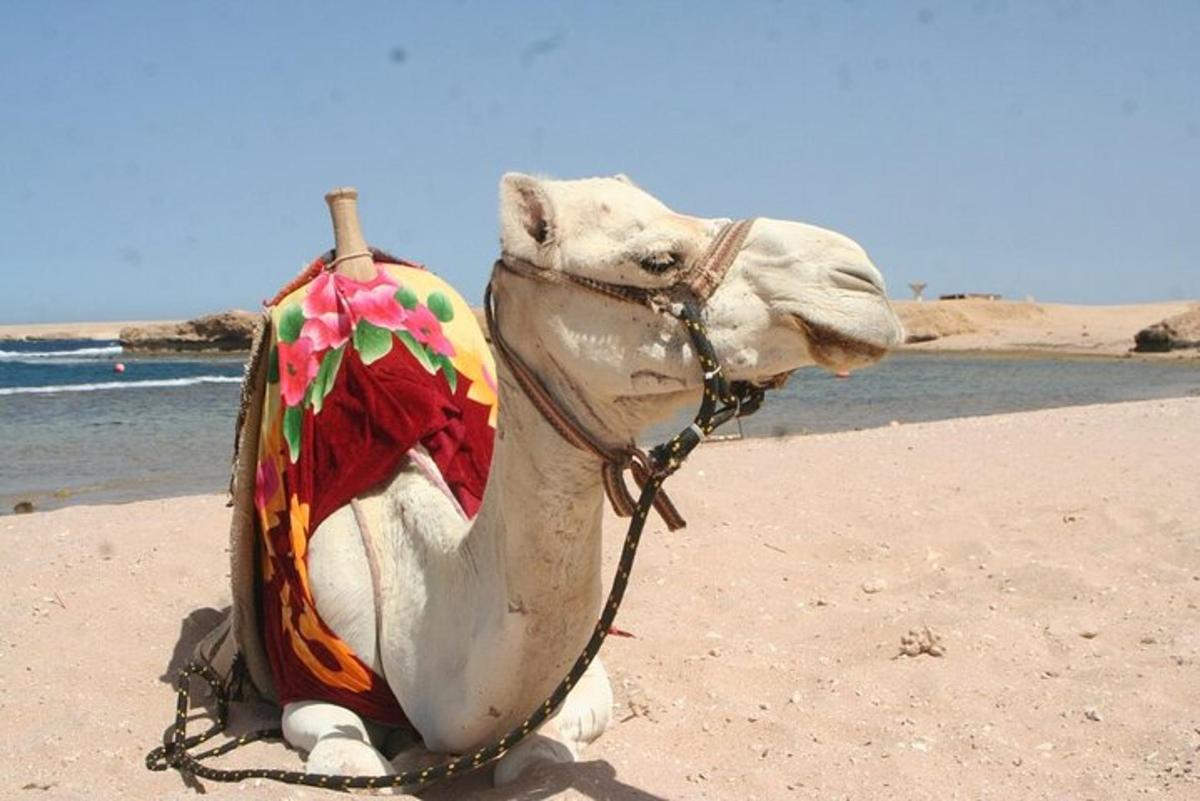 una estatua de un camello sentado en la playa