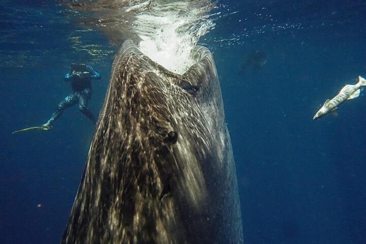 o persoană care înoată lângă un rechin balenă în ocean