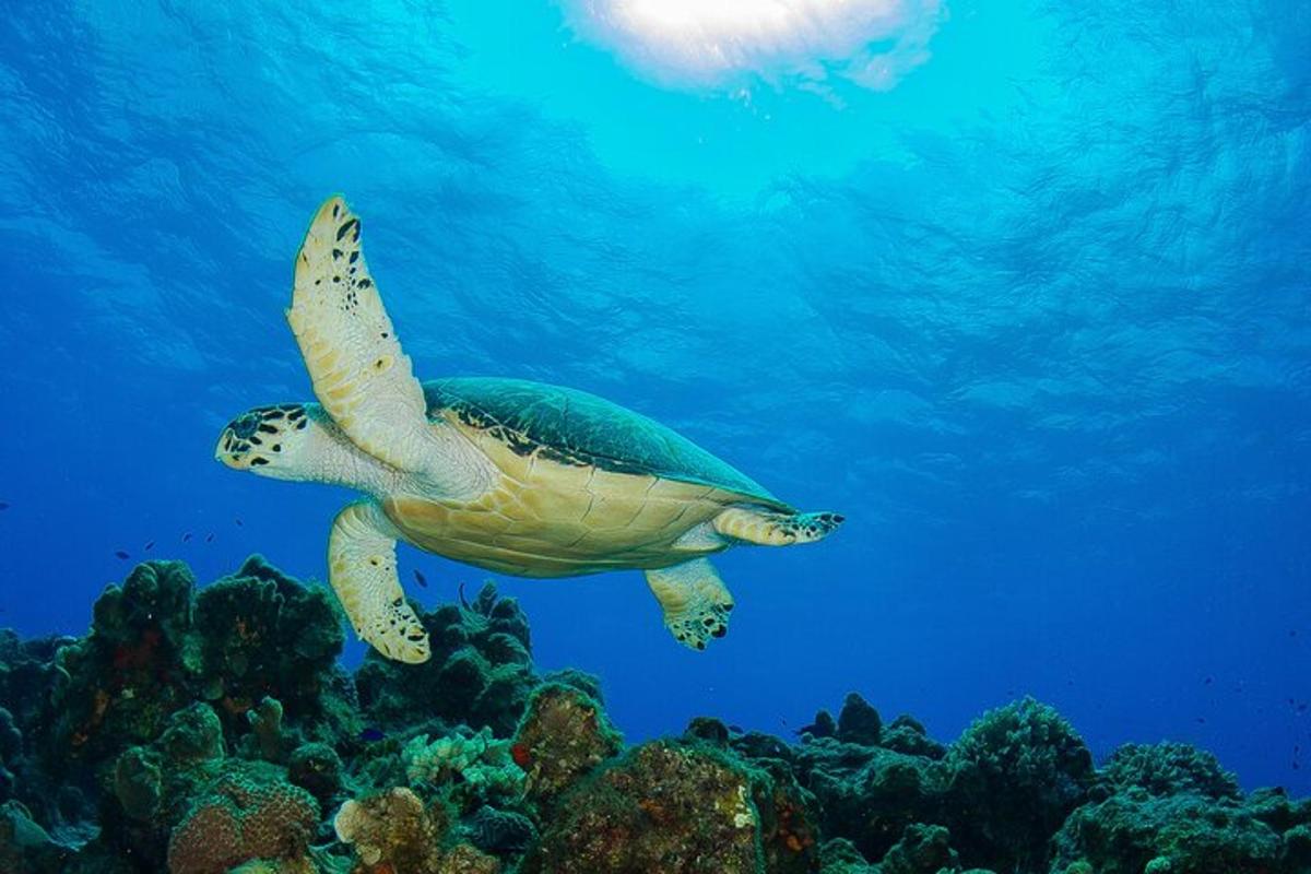 una tortuga verda nedant a l'oceà